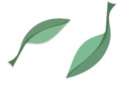 two_green_leaf